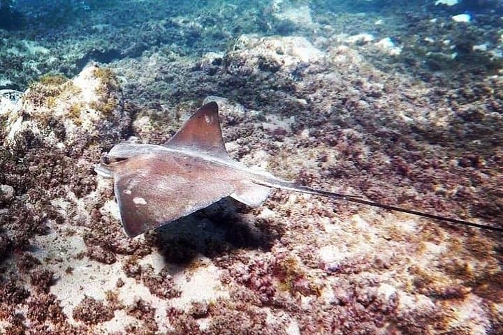 Snorkeling in Gran Canaria with Hotel Pick-up