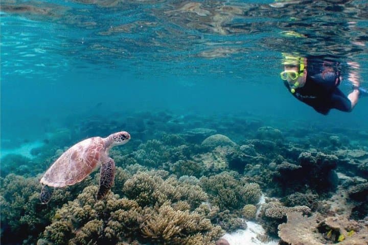 4.5 Hour Snorkeling, Diving With Private Beach Access & Lunch