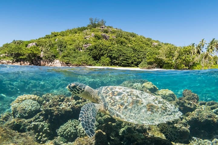 Full Day Reef Safari at St Anne Marine Park Seychelles