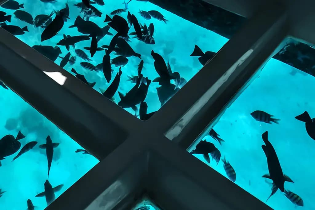 Glass Bottom Boat Trip from Safaga — Experiences