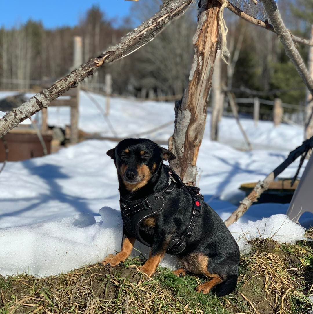 Avgift för hund — Tillägg