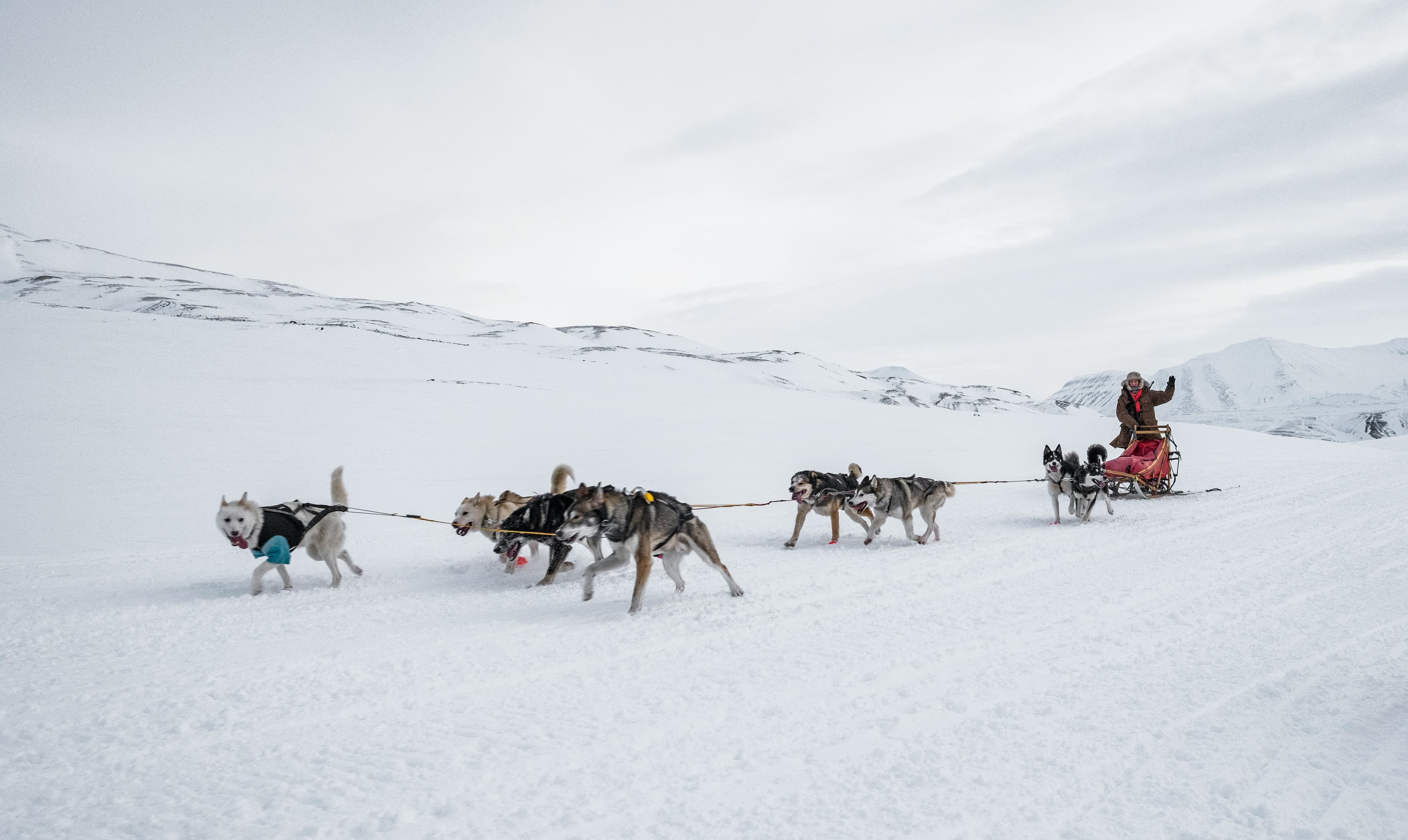 🐾 Hundspannskörning – Ett arktiskt äventyr — Upplevelser