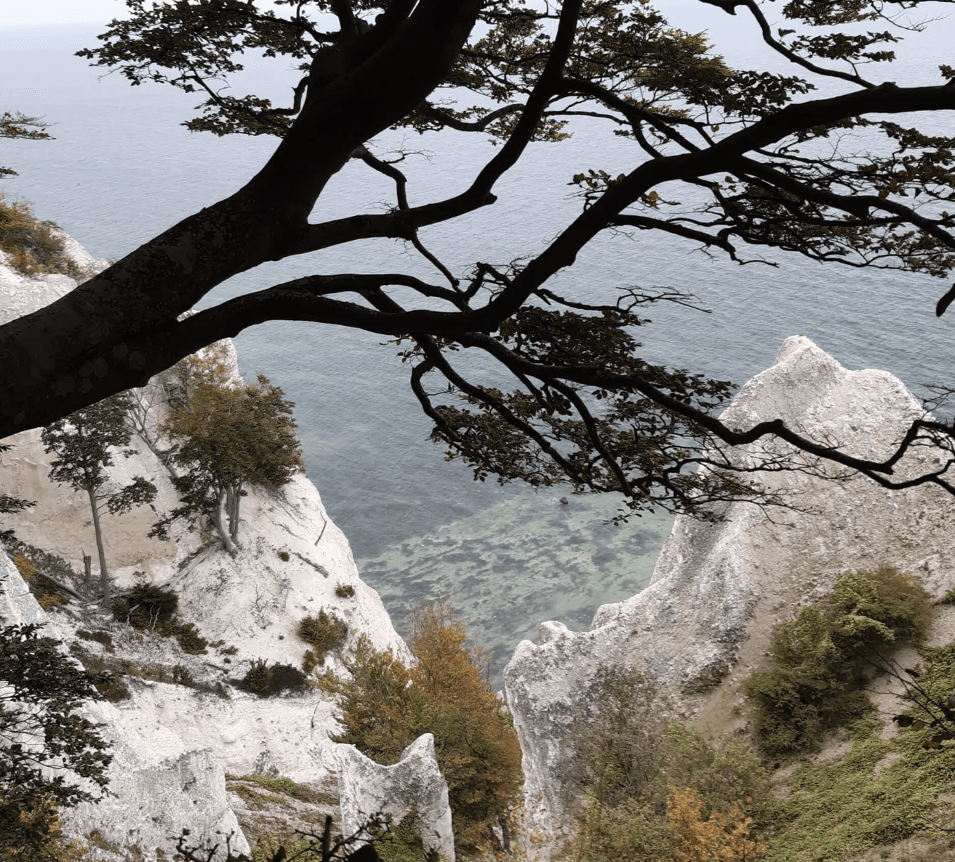 Foraging & Nature Tours — Experiences