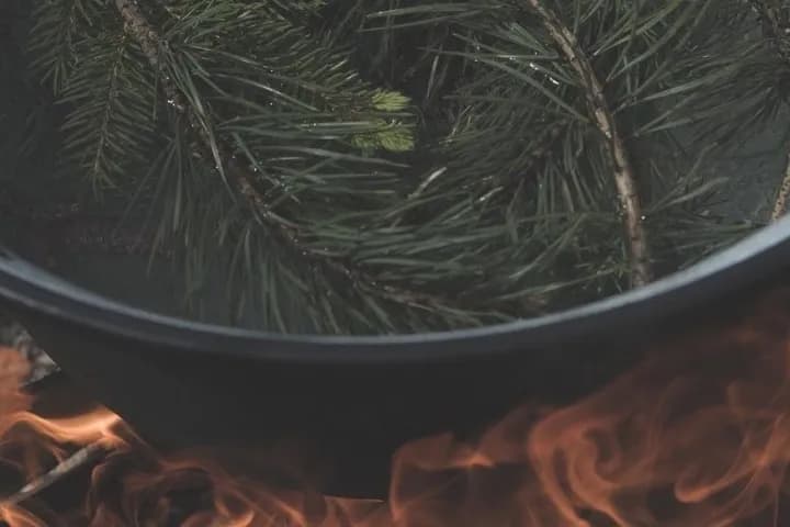 Wild edible plants among Vikings and kings in Nåntunalund — Viking Tour