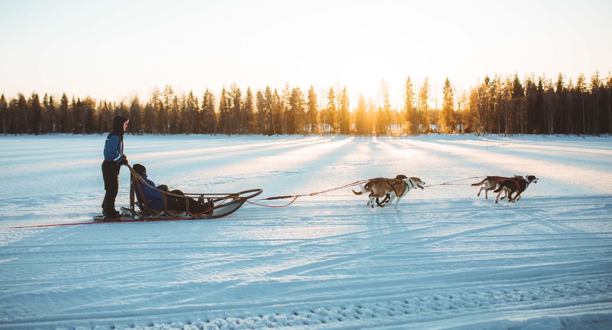 Paws & Whispers Arctic Retreat (2 Nächte) — Pakete