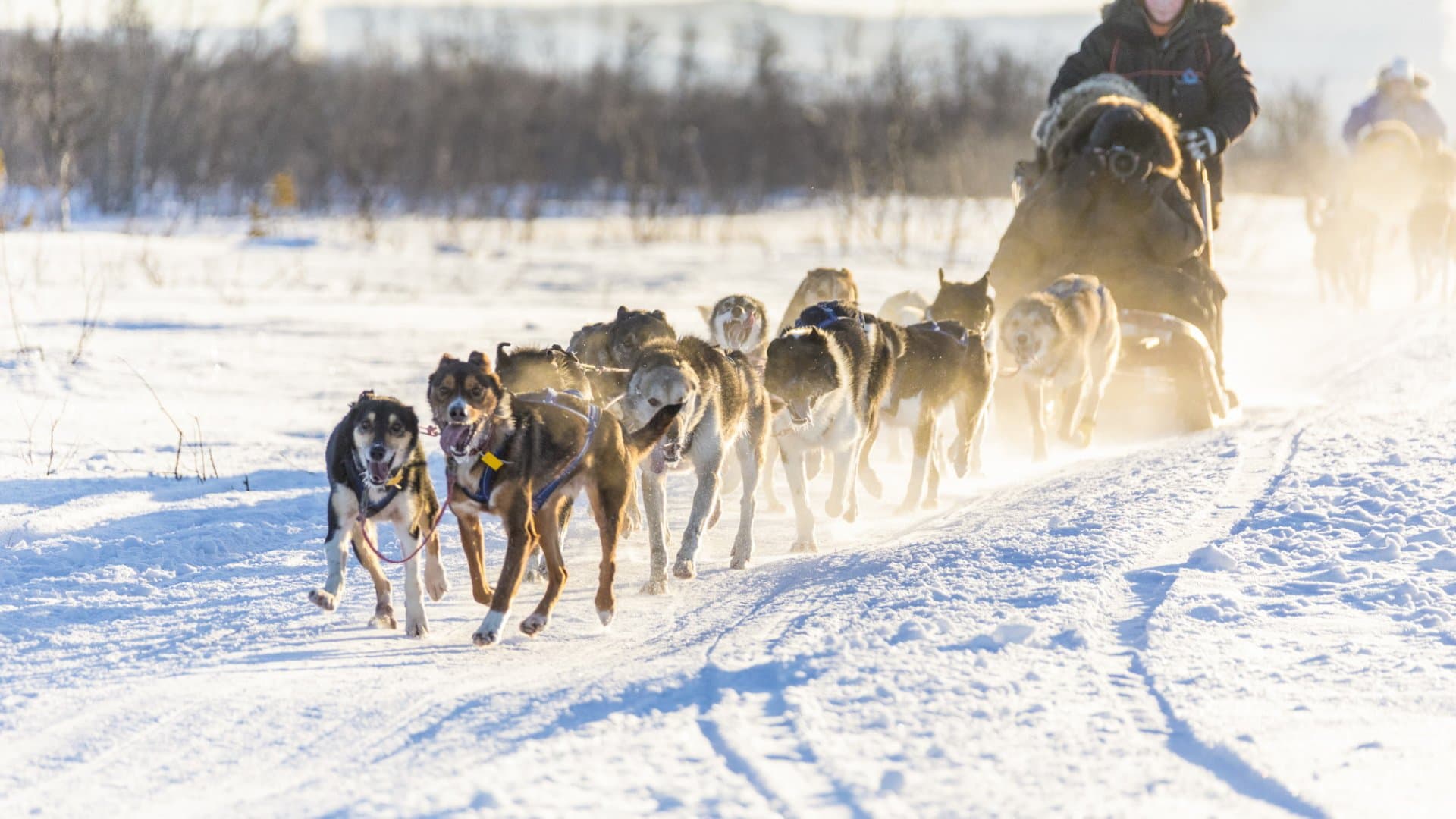 The Magic of Dog Sledding — Experiences