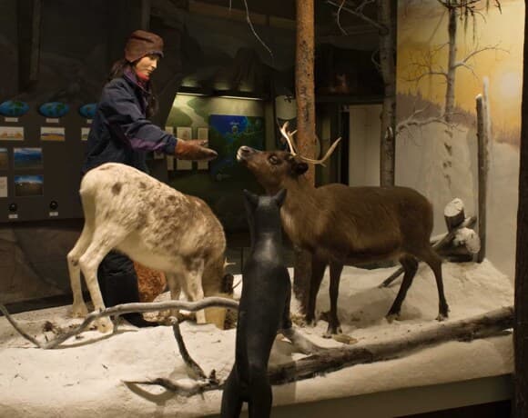 Ajtte Mountain and Sámi museum-guided tour — تجارب