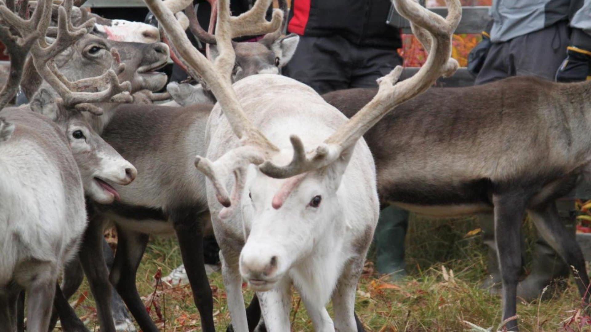Sámesijdda: Life in the Reindeer Herd — تجارب