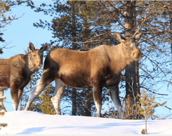 Wildlife Adventure — تجارب