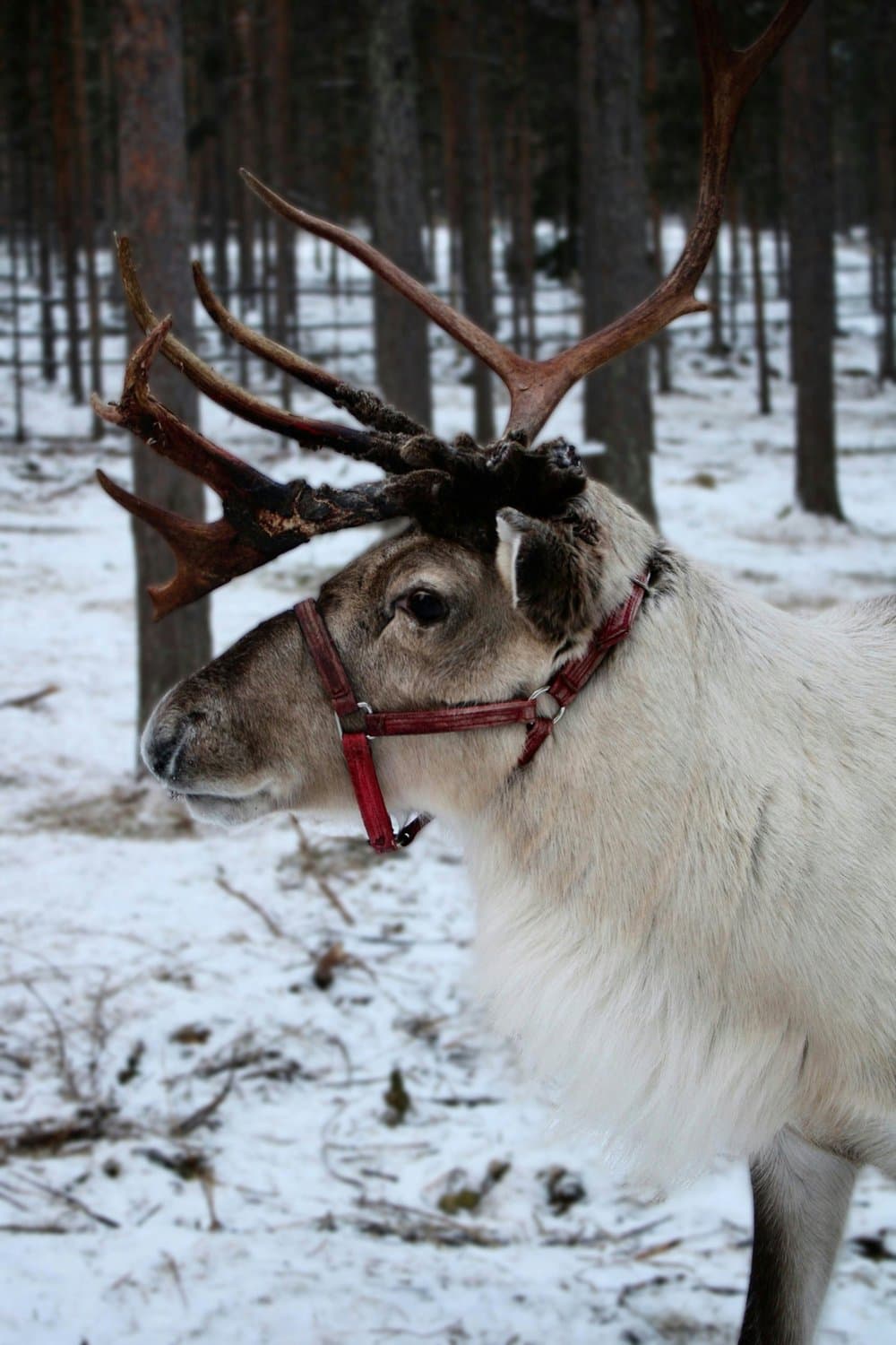 Poron Polku (Reindeer Path) — Experiences