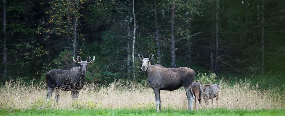 Elk Safari (Elgsafari) — Experiences