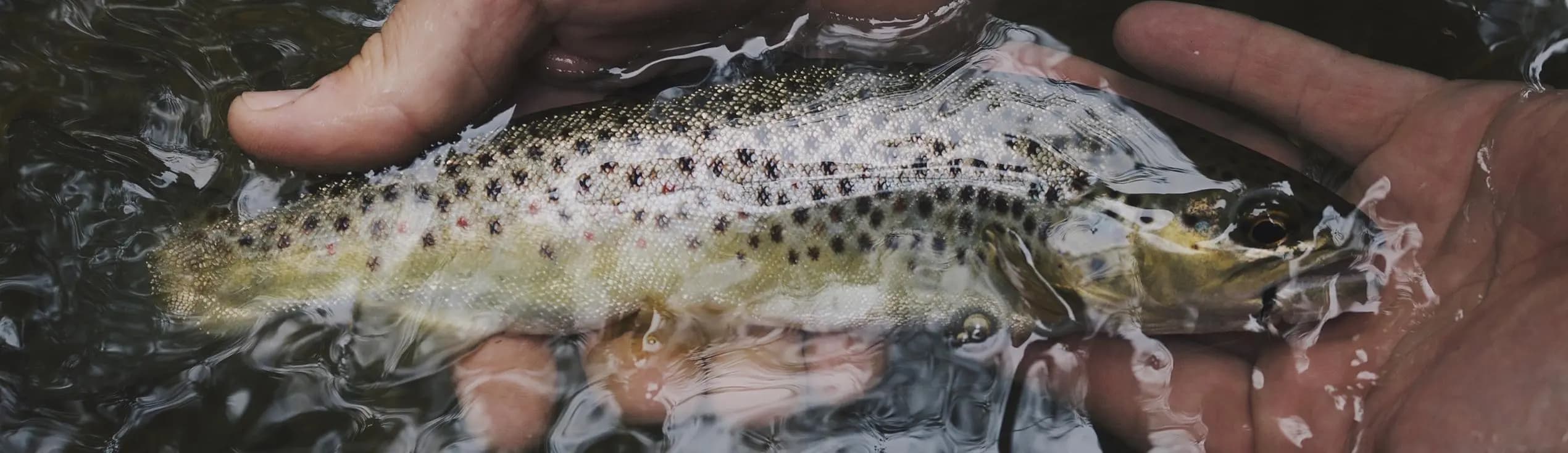 Fishing in the Pite River — Experiences