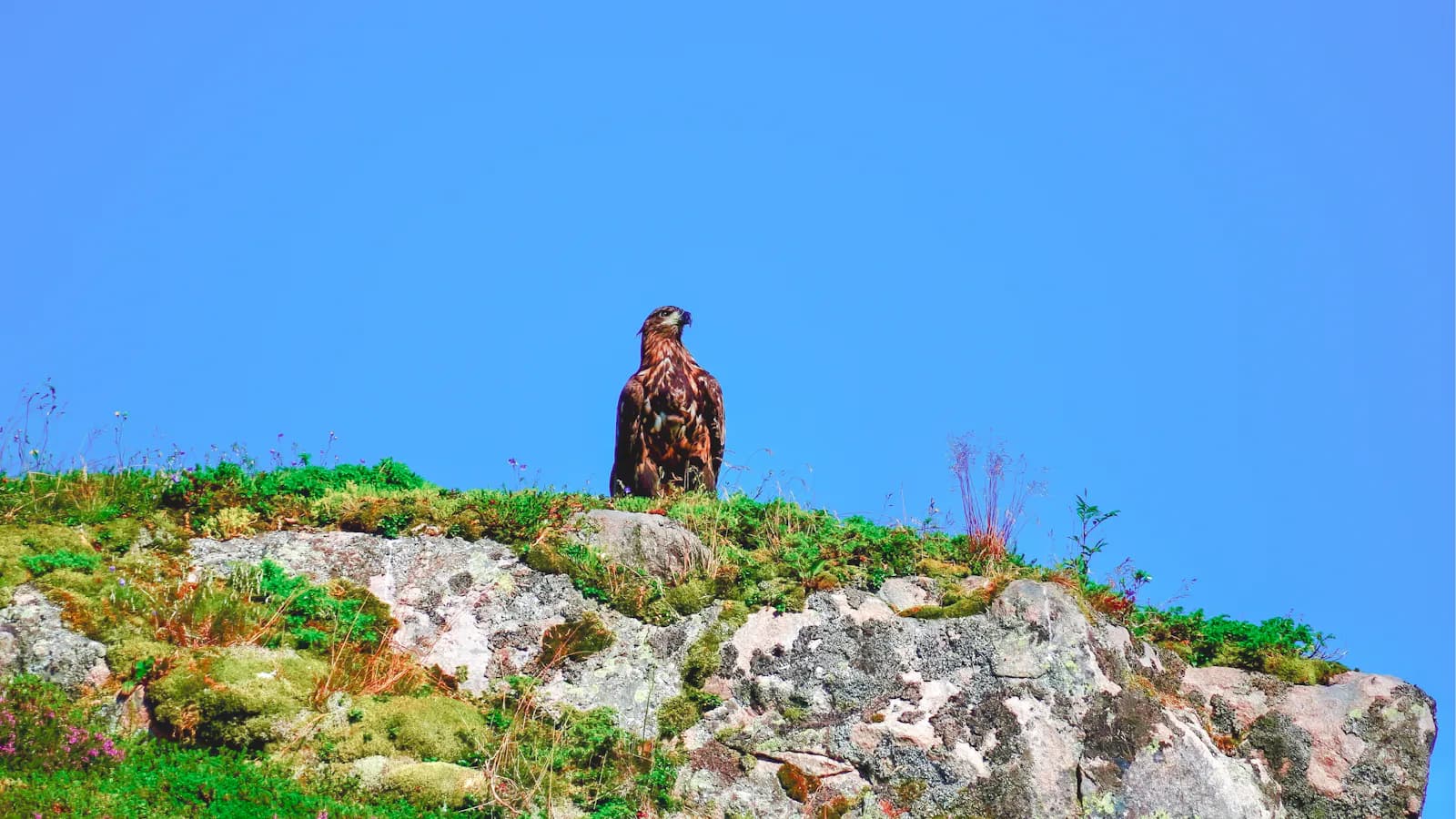 Lofoten - Sea Eagle & Sunset Cruise — Experiences