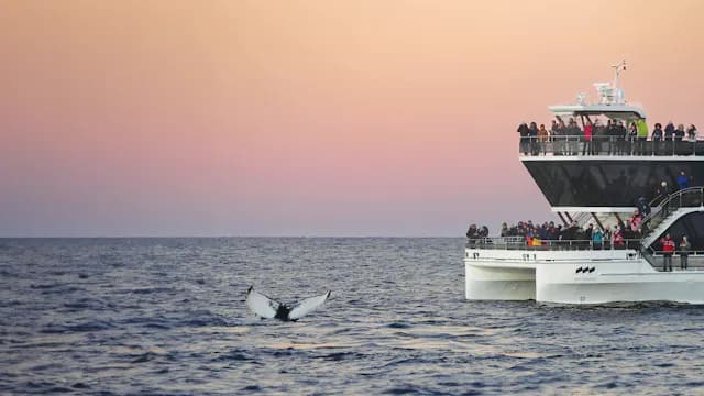 Tromsø - Whale Watching with Comfortable and Spacious Boat — Experiences