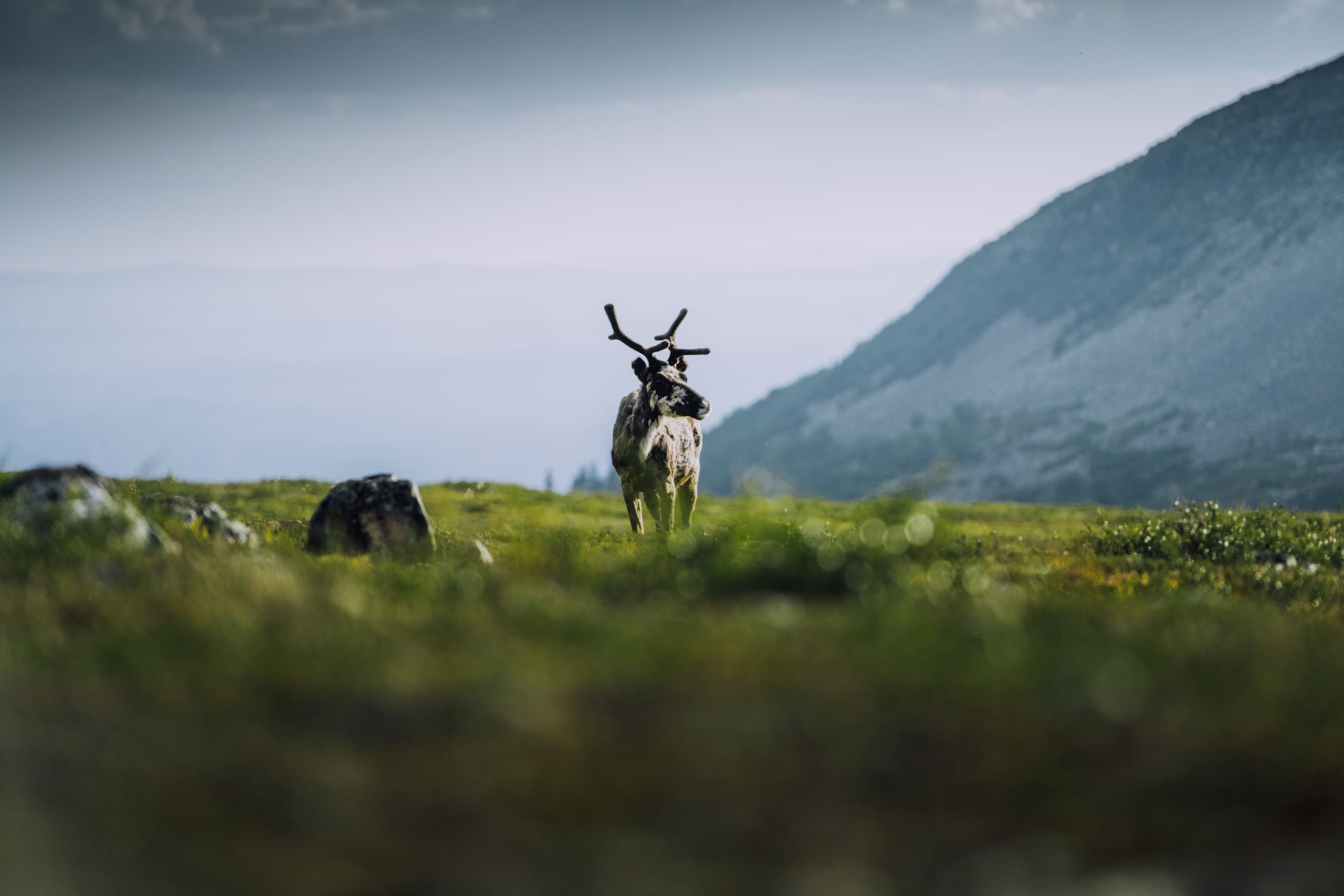 Reindeer & Sami Culture Experience — Experiences