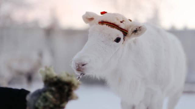 Reindeer Meeting + Snowmobile Tour — Experiences